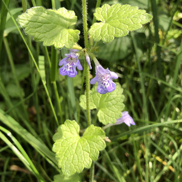 Lierre terrestre (Glechoma hederacea) &copy; Nicolas Macaire / LPO